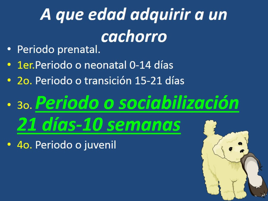 Adaptacin, educacin y prevencin de los problemas conductuales en cachorros