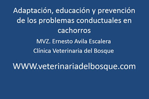 Adaptacin, educacin y prevencin de los problemas conductuales en cachorros