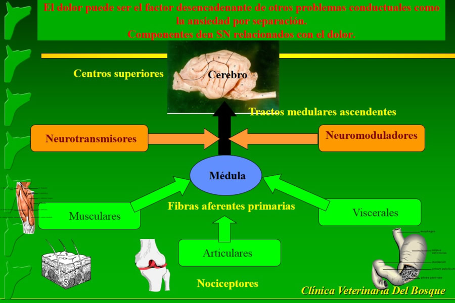 Problemas conductuales en el paciente geritrico