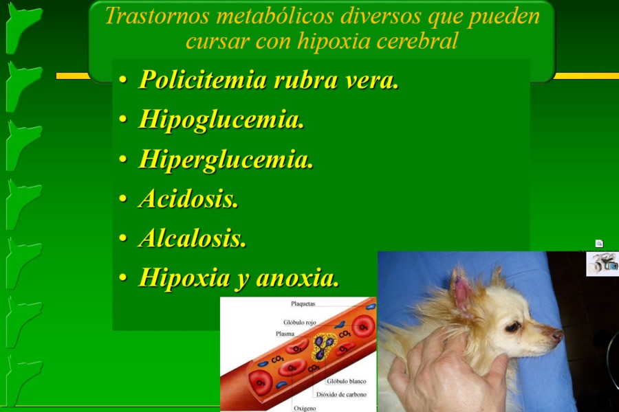 Problemas conductuales en el paciente geritrico