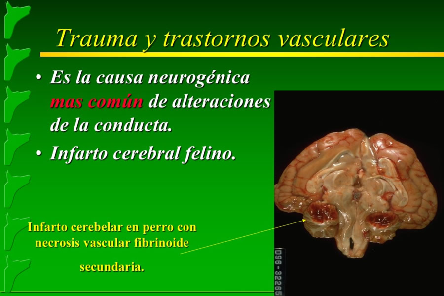 Problemas conductuales en el paciente geritrico