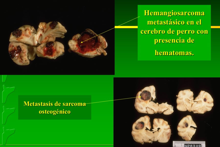 Problemas conductuales en el paciente geritrico