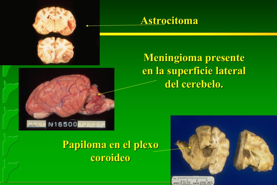 Problemas conductuales en el paciente geritrico