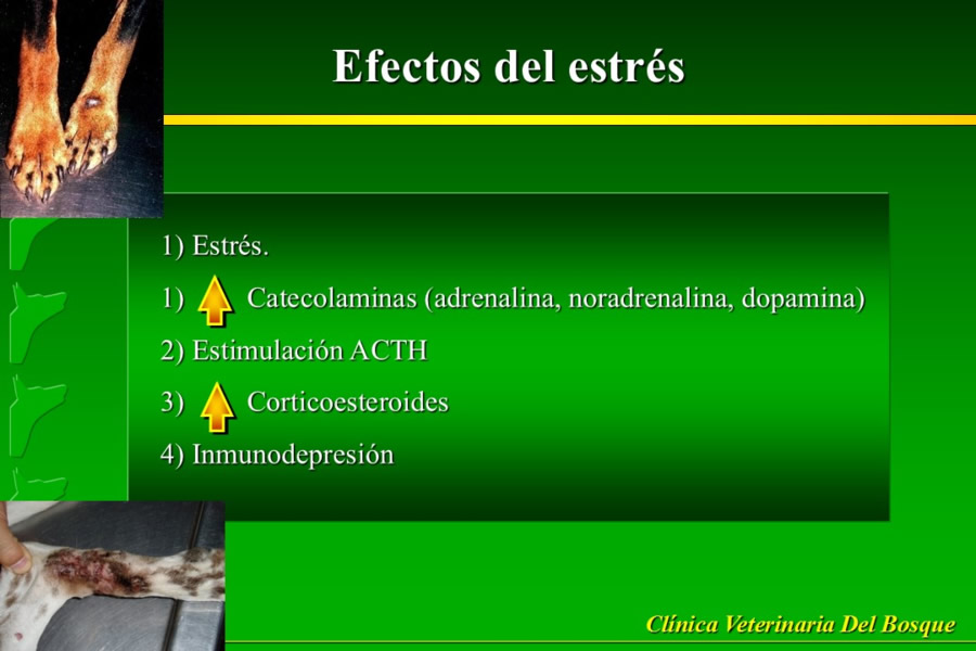 Problemas conductuales en el paciente geritrico