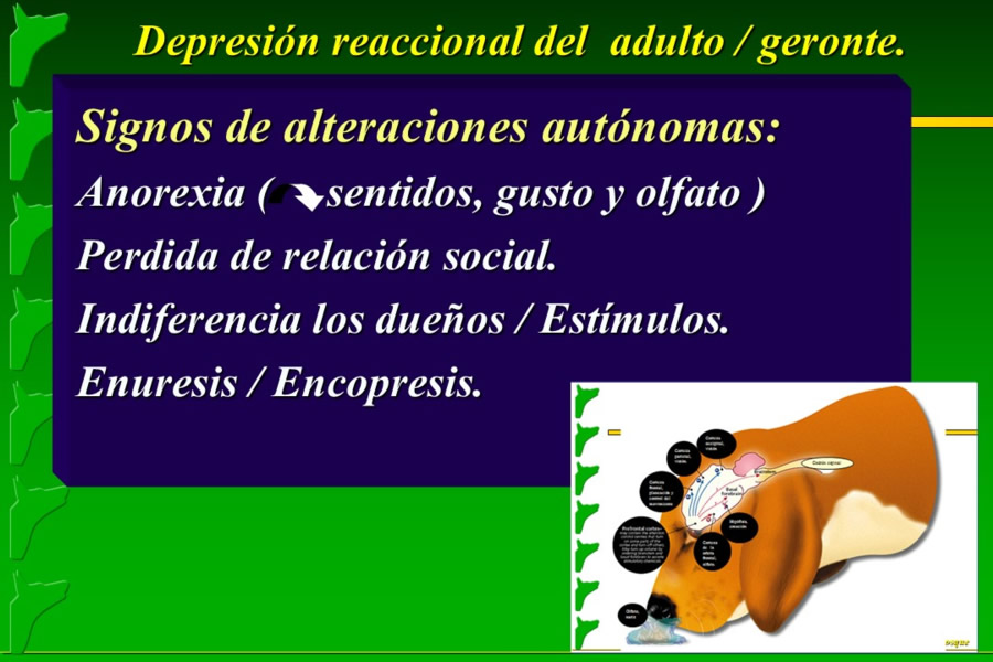 Problemas conductuales en el paciente geritrico