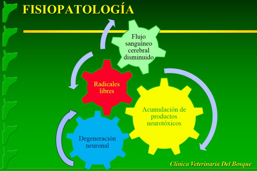 Problemas conductuales en el paciente geritrico