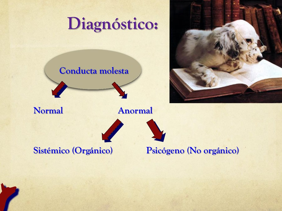 relaciones afiliativas