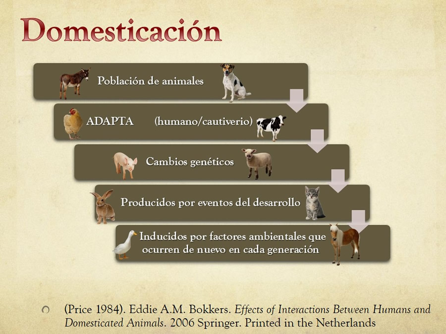 relaciones afiliativas