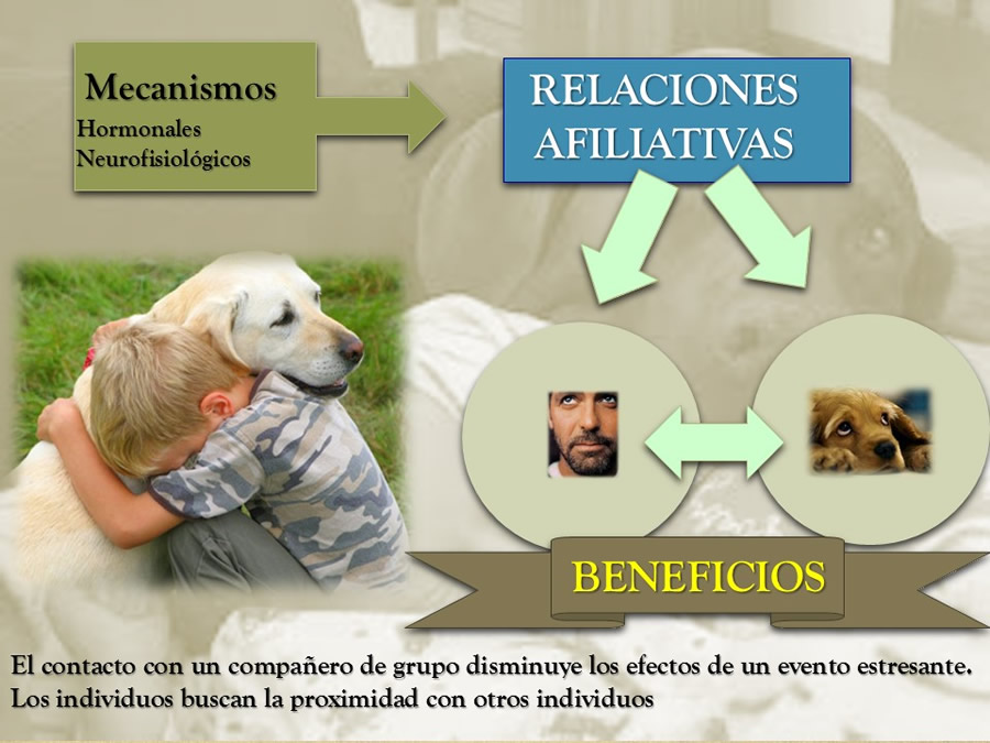 relaciones afiliativas