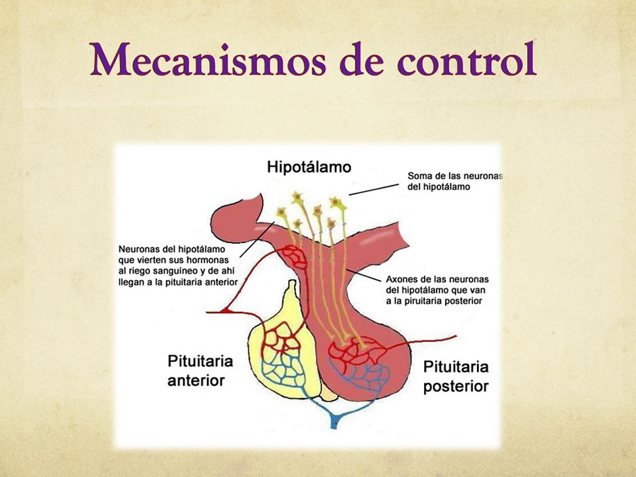 relaciones afiliativas