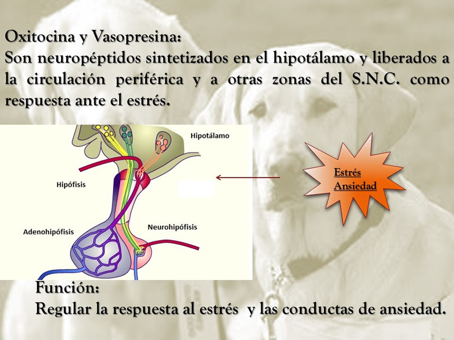 relaciones afiliativas