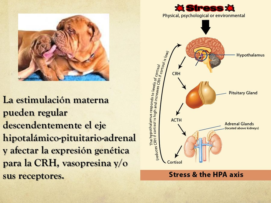 relaciones afiliativas