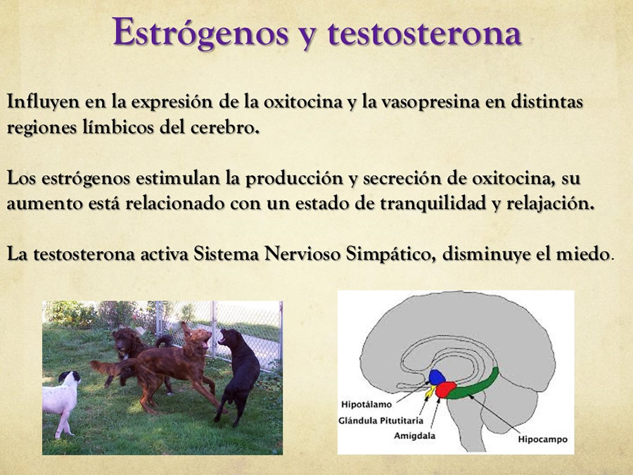 relaciones afiliativas