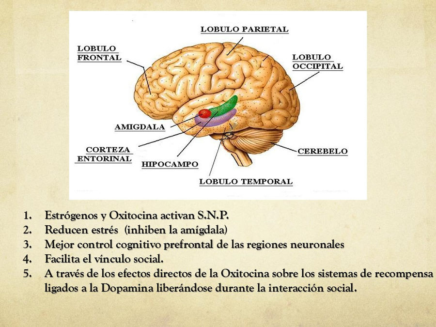 relaciones afiliativas