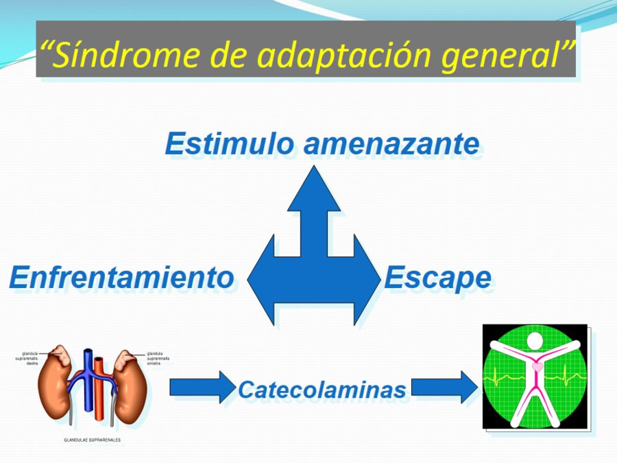 Terapia asistida con animales de compaa y personas mayores