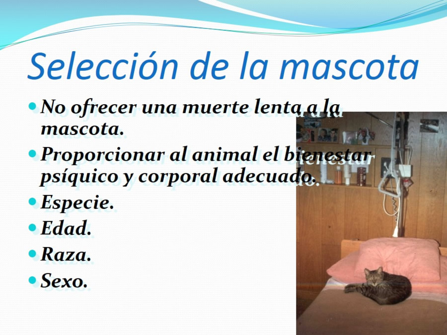 Terapia asistida con animales de compaa y personas mayores