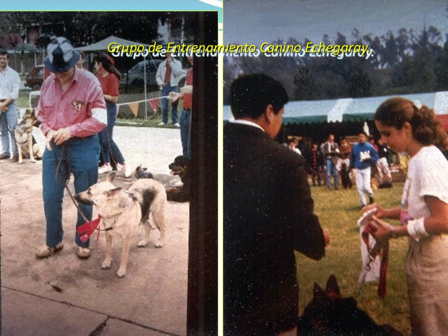 Terapia asistida con animales de compaa y personas mayores