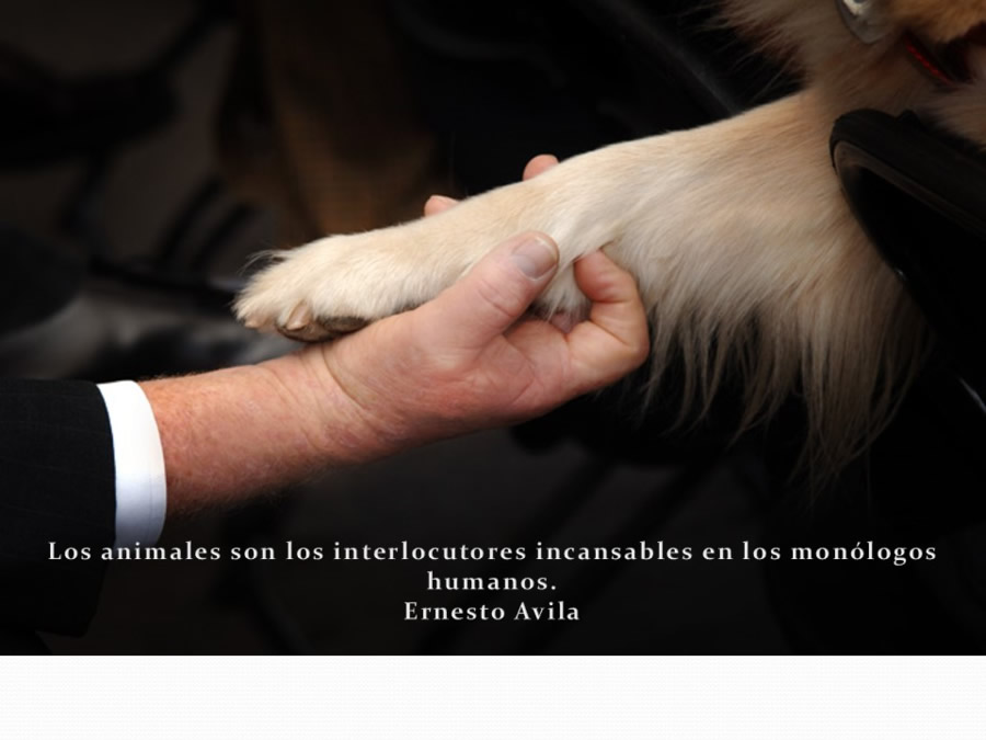 Terapia asistida con animales de compaa y personas mayores