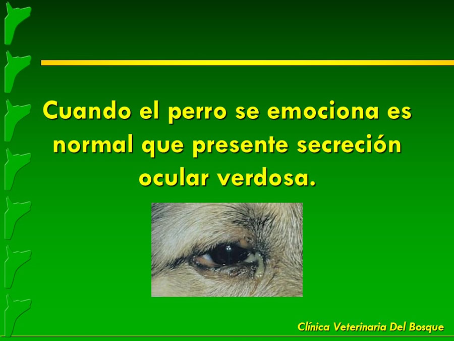 Mitos y fantasas populares en la salud de las mascotas