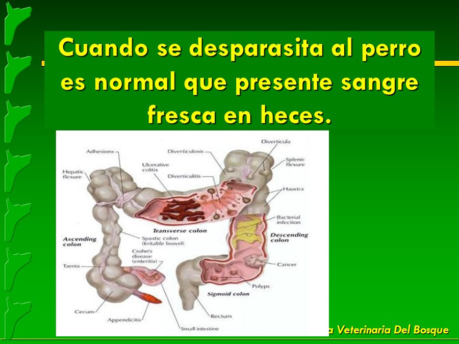 Mitos y fantasas populares en la salud de las mascotas