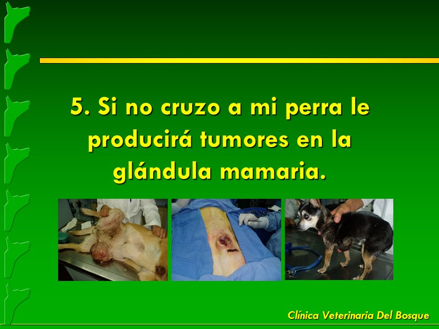 Mitos y fantasas populares en la salud de las mascotas