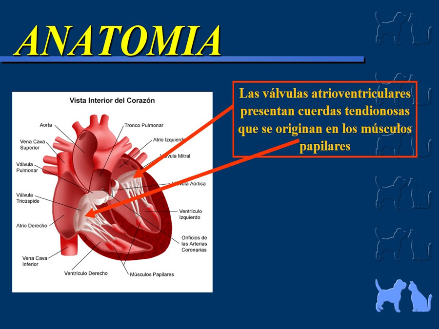 Cardiologa bsica