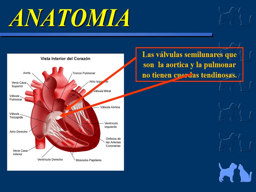 Cardiologa bsica