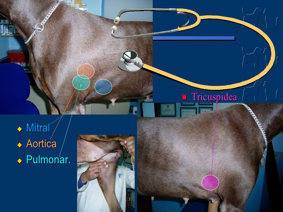 Cardiologa bsica