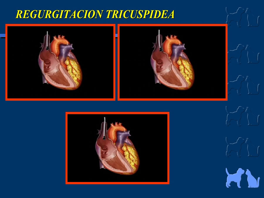 Cardiologa bsica