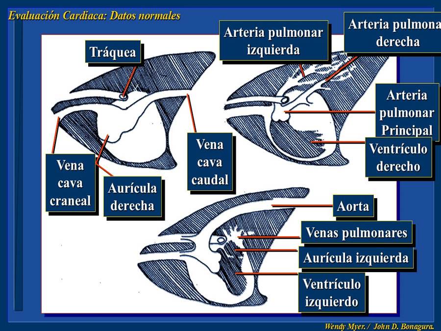 Cardiologa bsica