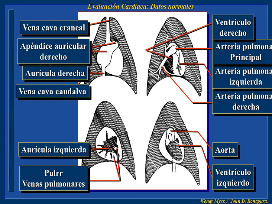 Cardiologa bsica