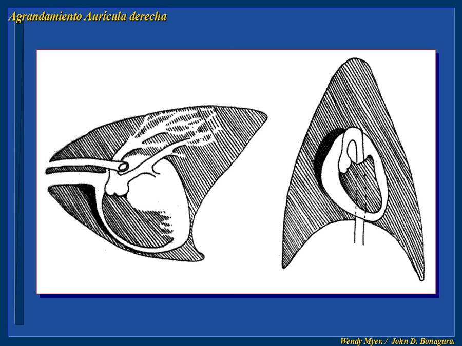 Cardiologa bsica