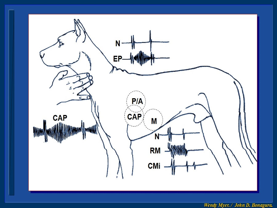 Cardiologa bsica