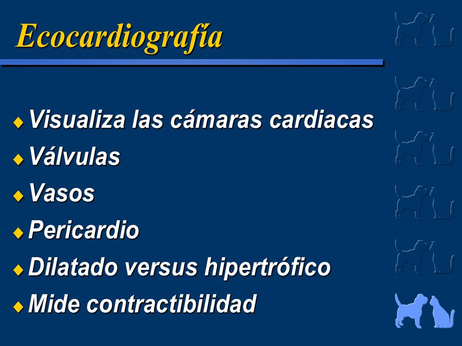 Cardiologa bsica