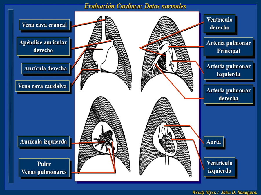 Cardiologa bsica