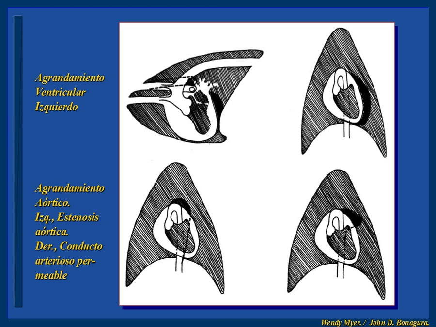 Cardiologa bsica