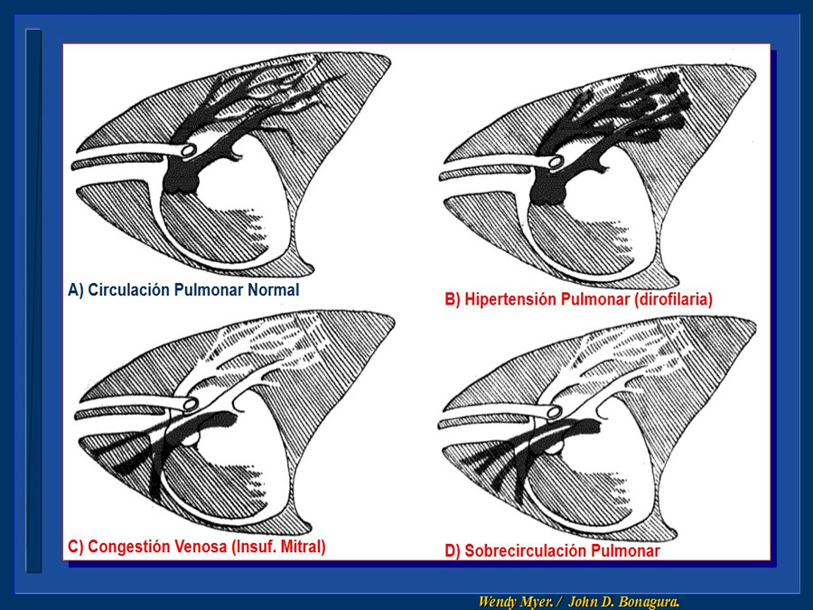 Cardiologa bsica