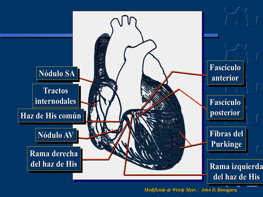 Cardiologa bsica