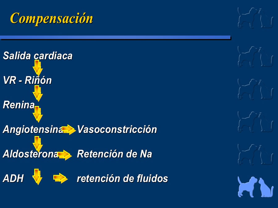 Cardiologa bsica