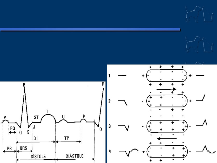 Cardiologa bsica