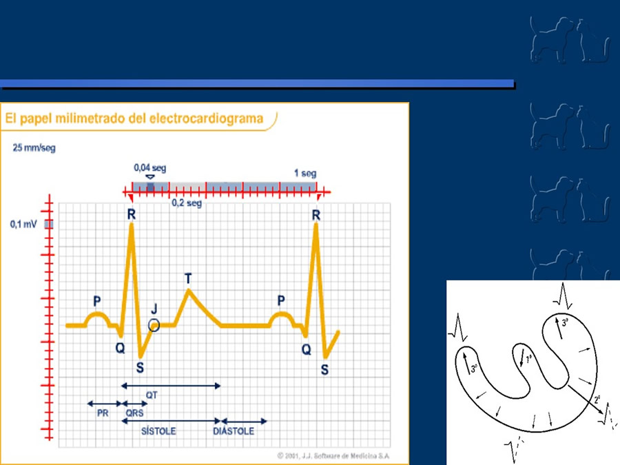 Cardiologa bsica