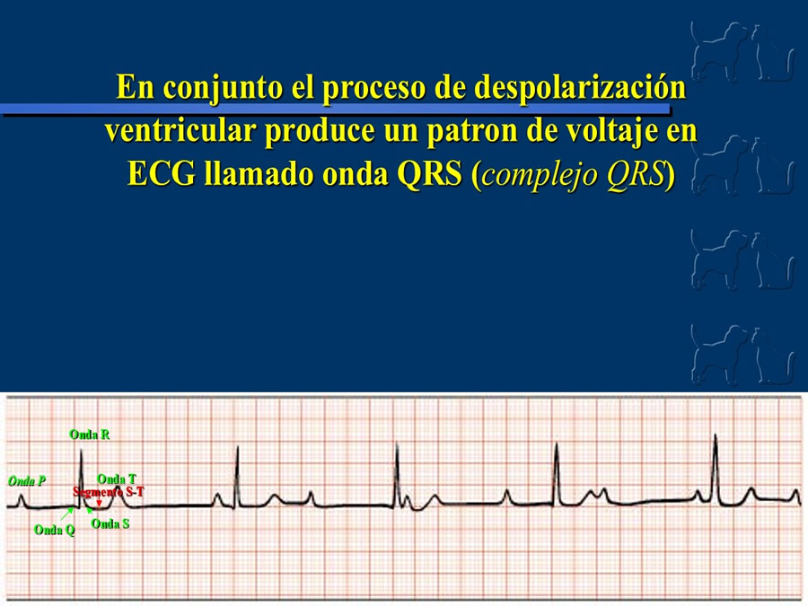 Cardiologa bsica