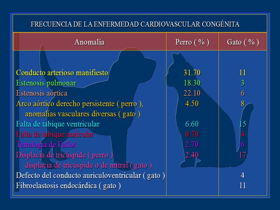 Cardiologa bsica