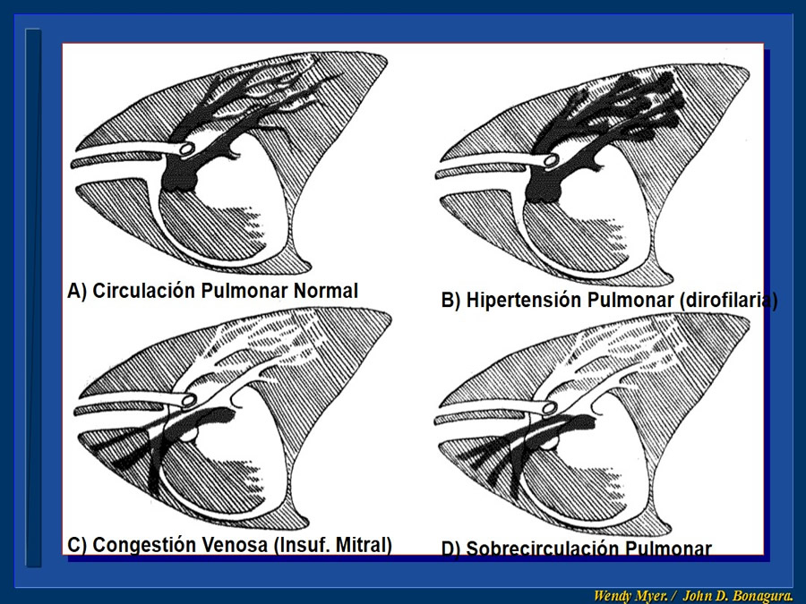 Cardiologa bsica