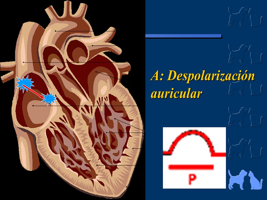 Cardiologa bsica