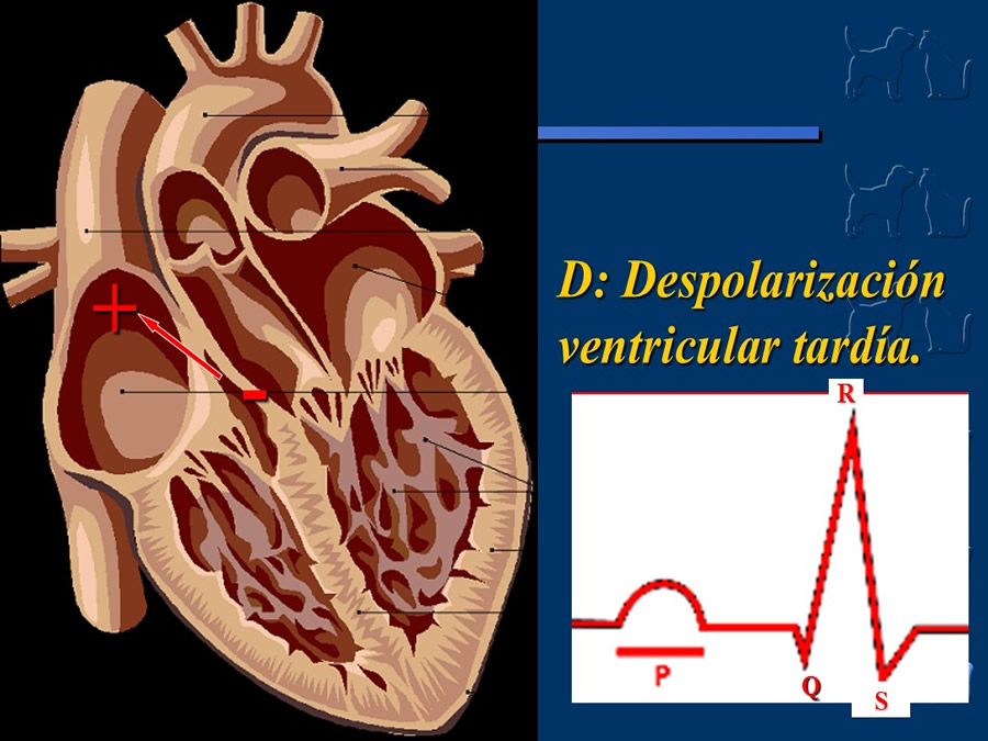 Cardiologa bsica