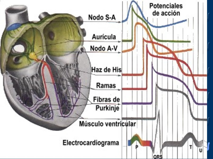 Cardiologa bsica