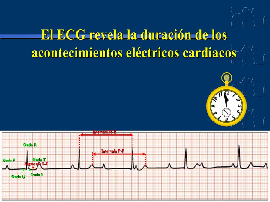 Cardiologa bsica