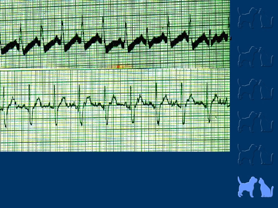 Cardiologa bsica