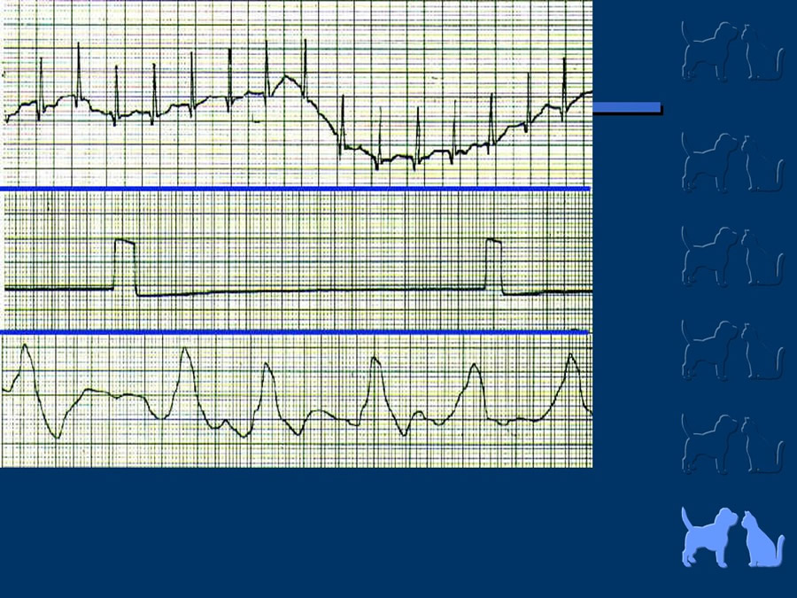 Cardiologa bsica